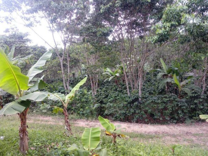 finca hermosa