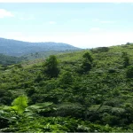 se vende 14 manzanas porvenir jamastran danli honduras