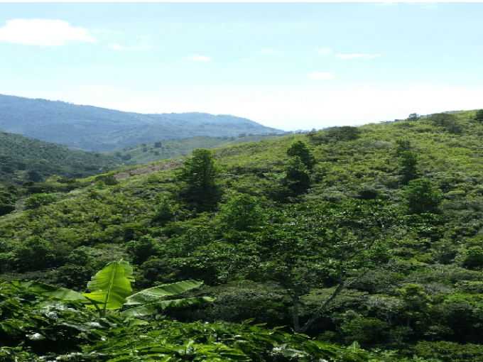 se vende 14 manzanas porvenir jamastran danli honduras
