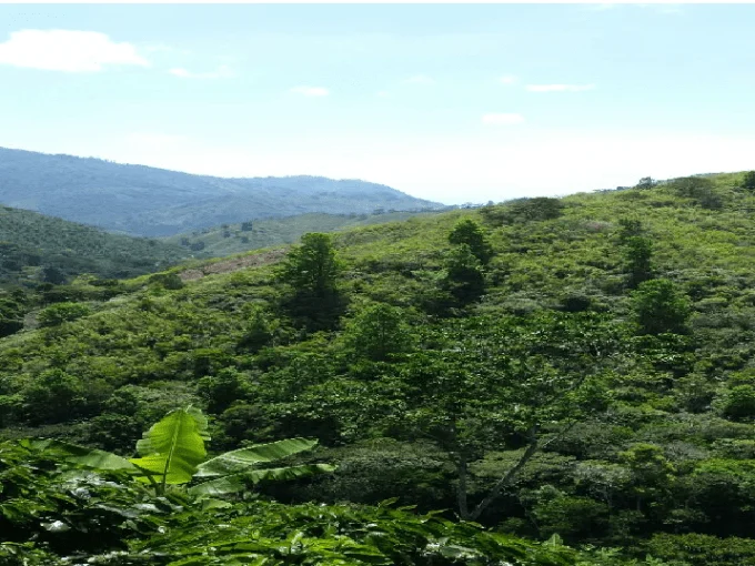 se vende 14 manzanas porvenir jamastran danli honduras