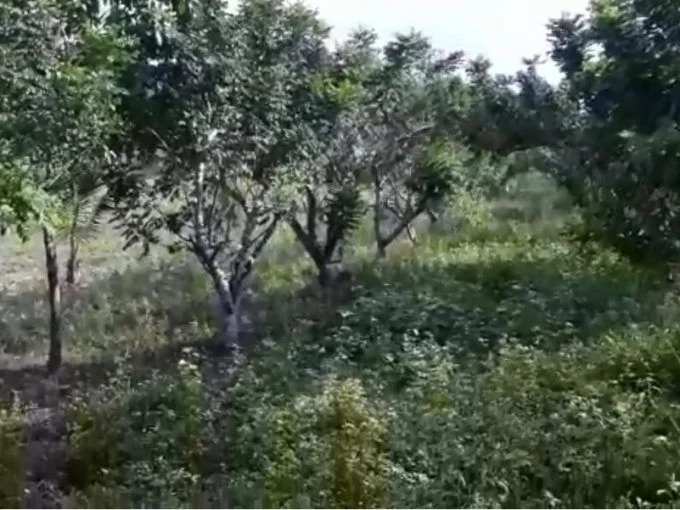 19 manzanas en jutiapa con palos frutales