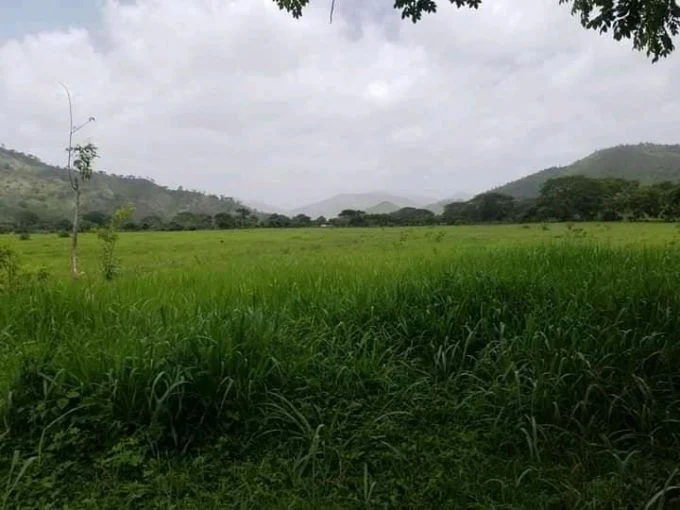 30 manzanas en el valle de jamastran danli honduras
