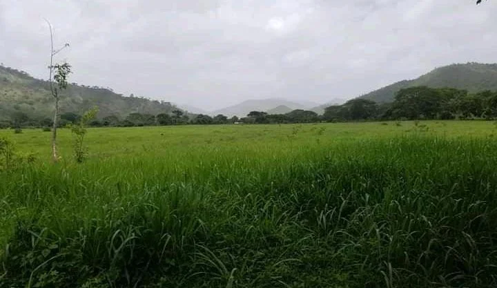30 manzanas en el valle de jamastran danli honduras