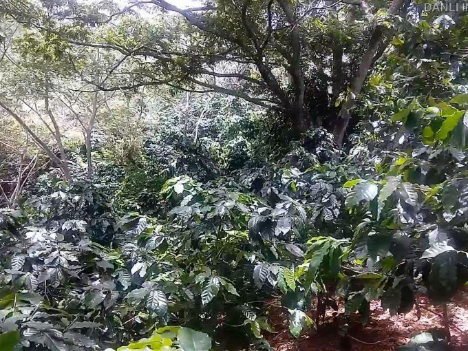 1 manzana de finca en teupacenti el paraíso honduras