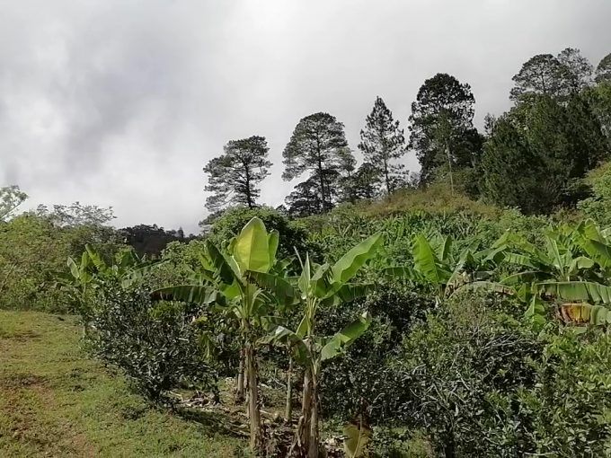 hermosa finca de 20 manzanas con palos frutales
