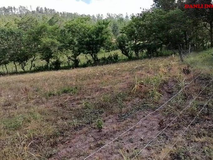17 solares de 20x20 en el tablón Danlí el paraíso
