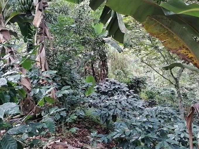 finca de 21 manzanas de café cosechero en el junquillo