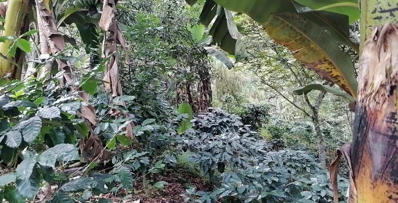finca de 21 manzanas de café cosechero en el junquillo