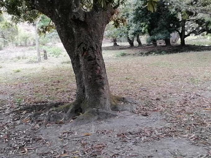 propiedad rural de 34 manzanas en el zarzal jamastran