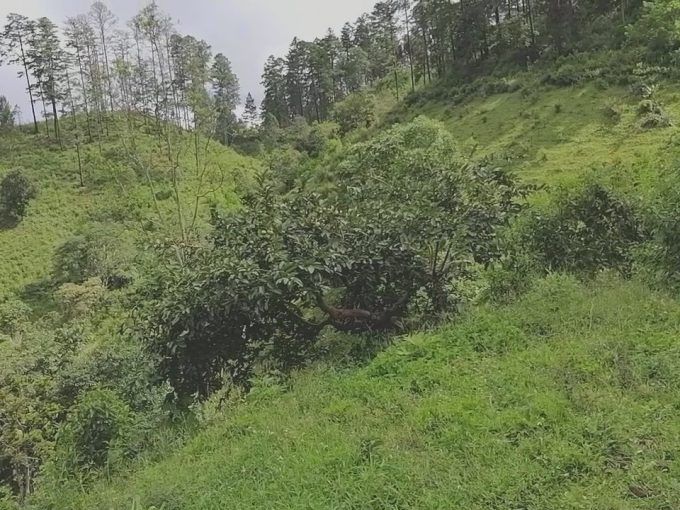 propiedad de 20 manzanas en el compantillo
