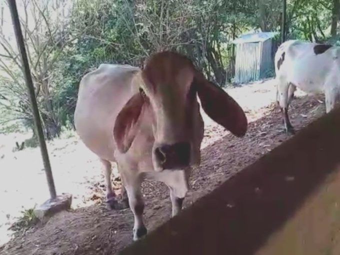 160 manzana en santa maria jamastran incluye 100 vacas