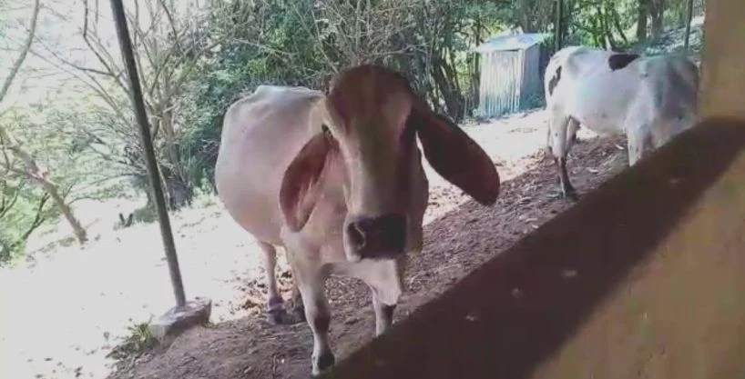160 manzana en santa maria jamastran incluye 100 vacas