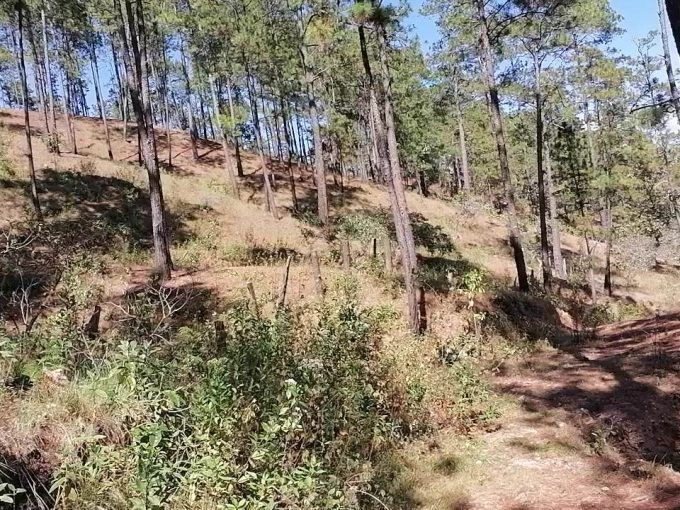 70 manzanas en el pataste con 3 mil metros de madera
