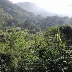 Se vende propiedad de 32 manzanas en quebrada larga jamastran