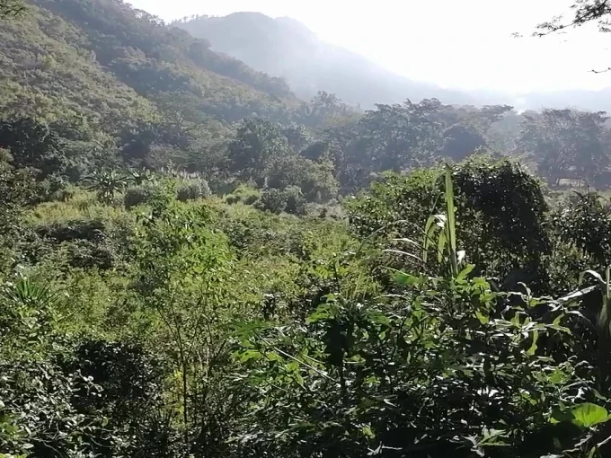 Se vende propiedad de 32 manzanas en quebrada larga jamastran