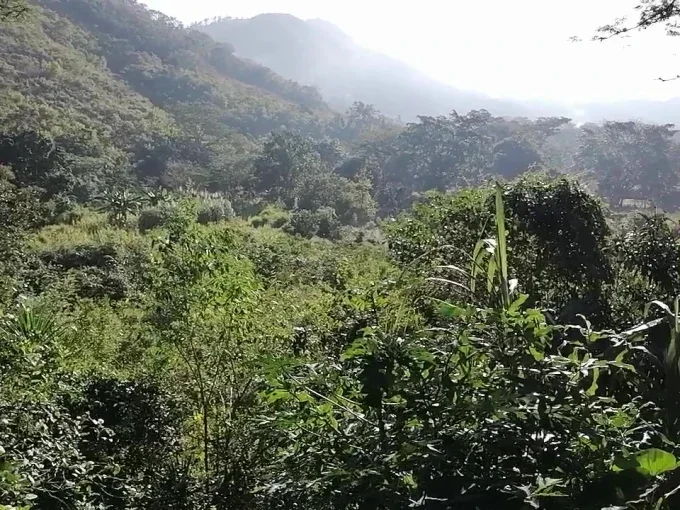 Se vende propiedad de 32 manzanas en quebrada larga jamastran