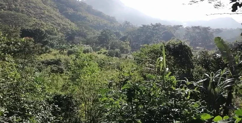Se vende propiedad de 32 manzanas en quebrada larga jamastran