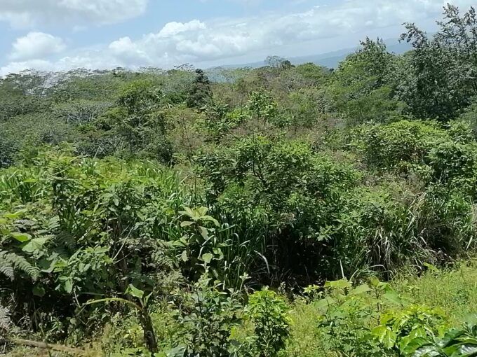 Se vende propiedad de 9 manzanas en las palma