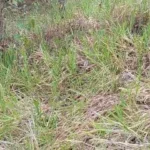 Se vende 10 manzanas aptas para ganaderia