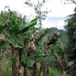 Se venden 70 manzanas en aldea los platanos