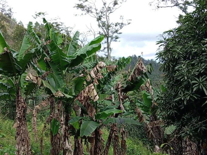 Se venden 70 manzanas en aldea los platanos