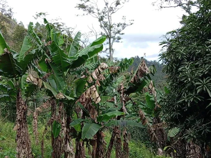 Se venden 70 manzanas en aldea los platanos