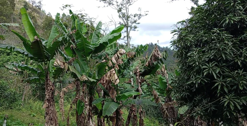 Se venden 70 manzanas en aldea los platanos